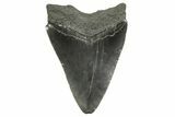 Serrated, Juvenile Megalodon Tooth - South Carolina #368038-1